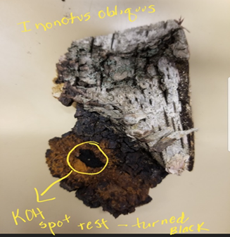 Inonotus obliquus Figure 3